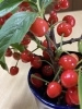 さくらんぼ🍒「6月から新バージョンでスタート!「生玄米パン教室」手軽さと美味しさがさらに進化しました」