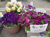 「母の日にはお花を。寄せ植えもおすすめです。南魚沼の花屋、フローリストたかの。」