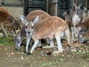「アカカンガルーの赤ちゃんが顔を出しました！」