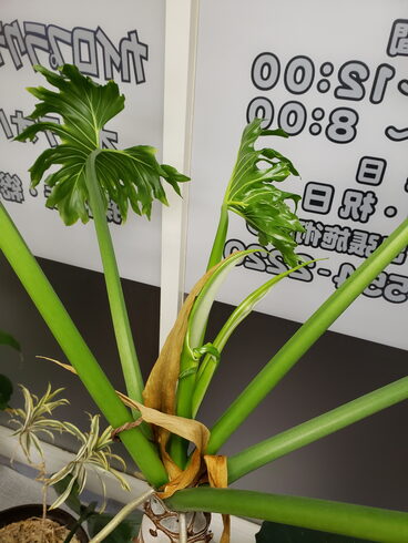 植物も元気になる施術院です😊「気温差による自律神経の乱れに―背骨を整えて快適な毎日を」