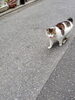 おまえが来てくれたのか？「(ΦωΦ) それぞれのネコ (=^・^=)　★英会話と体操のコラボ教室（堀切、お花茶屋、綾瀬、亀有、小菅）」