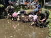苗を植えます「田植えをしました」