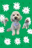 「Dog salon mofu mofu　余市町」