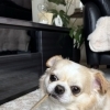 今日の琥珀🐶
