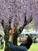 思わず撮りました💕「藤の花に想いを込めて――心身の美しさを引き出す場所「藤さろんカコ」」
