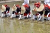 お田植大祭（太郎坊宮）「5月第3日曜日開催！太郎坊宮「お田植大祭」～五穀豊穣を願う伝統神事～」