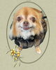 「Dog salon mofu mofu　余市町」