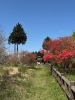 「吉野川市よりお知らせ　船窪つつじ公園　つつじの開花状況について（令和７年５月８日現在）」