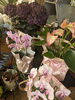 母の日にも！アンティークカラーやくすみカラーの花鉢。。。おしゃれ