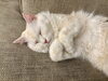 🐈「ペットに優しい住宅づくり5選！～家族みんなが快適に暮らすために～分かりやすく解説します！」