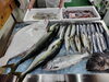 「📣本日のお魚情報🐟」