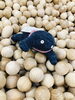 クツシタ人「コンテックス　クツシタ人　[134/365]」