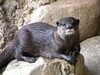 コツメカワウソ「5月24日（土）世界カワウソの日イベントを行います！」