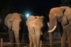 「今年も夜の動物園を開催します！」