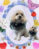 「Dog salon mofu mofu　余市町」
