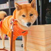 うめちゃん「今日のお友達」