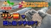「【３大栄養素が大事⁉︎】サツマイモの肌質（紫色）を彩る為に必要な成分とされる「リン酸」を用いた着色試験を行いました。　たねのハシモトミヤ」