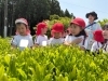 「お茶摘み🌱」