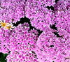 新種のアジサイ　綺麗に咲きました「🌸 高温多湿な季節に着たいスーツ素材」