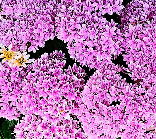 新種のアジサイ 綺麗に咲きました「🌸 高温多湿な季節に着たいスーツ素材」
