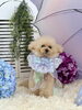 花ちゃん「わんこと雨☔️」