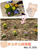「お花を植えたよ🌸🌼【交野市・小規模保育園】」