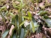 イチヨウラン「希少な山野草がついに開花!」