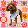 「Dog salon mofu mofu　余市町」