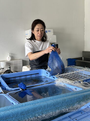 地元のマダコと職員の美人さん💕「鎌倉 活けのマダコを買ってきました」