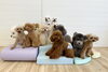 火曜日に登園してくれたお友達「ましゅまろ幼稚園🐾」