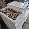 「ハタハタが無くなるギリギリで入荷しました🐟️」