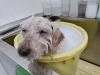 「シニア犬にやさしい「抱っこトリミング」～足腰への配慮を大切にしています」