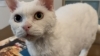 「猫カフェ動画完成しました🐱🌈」
