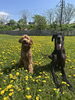 犬と花「たんぽぽ咲く季節」