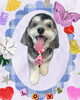 「Dog salon mofu mofu　余市町」