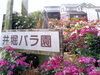 「井堀バラ園でバラが満開！色とりどりの花と香りを自由に楽しめます」