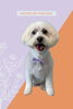 「Dog salon mofu mofu　余市町」