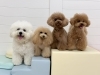るいくん♡おとめちゃん♡つぐおくん♡くまくん「ましゅまろ幼稚園🐾」