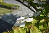 ヤマボウシの花「新緑の季節です・・・引揚記念公園散策がおすすめ！です！」