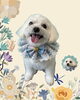 「Dog salon mofu mofu　余市町」