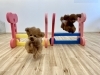 くまくん＆仁姜くん　ジャンプ💨「ましゅまろ幼稚園🐾」