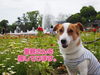 「里親さんを探しています🐶」
