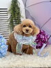 レオくん「わんこと雨☔️」