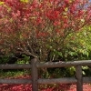 吉野川市よりお知らせ　船窪つつじ公園　つつじの開花状況について（令和７年５月20日現在）