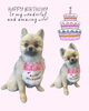 「Dog salon mofu mofu　余市町」