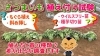 「【6種類の品種で検証します!】イモの苗質の違い・植え付け方法の違いで、サツマイモのなり方はどう変化するのか？　たねのハシモトミヤ」