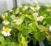 カモミールのお花。小さくて可憐「カモミール」