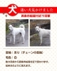 「【西条市船屋付近】迷い犬？　首輪付きの白い犬がいます。」