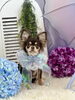 はじめまして　ちいこちゃん「初めてのトリミング体験」