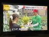 あまりの暑さで花が咲いたブロッコリー🥦「☆カラフル野菜の小山農園、フジテレビ『newsイット！』☆」